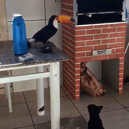 Tucano rouba cigarro observado por um gato - Reprodução