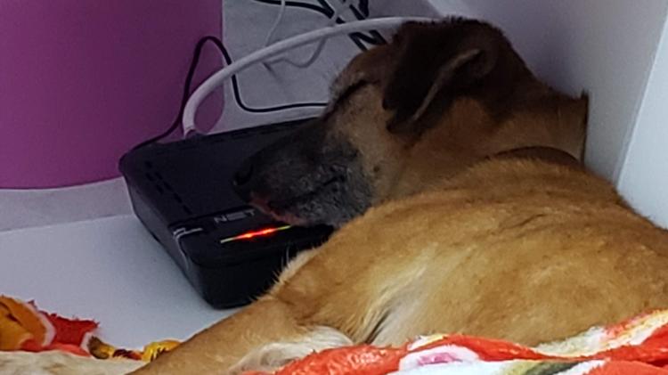 Cachorro dorme sobre roteador caseiro de wi-fi - Mariana Vieira - Mariana Vieira