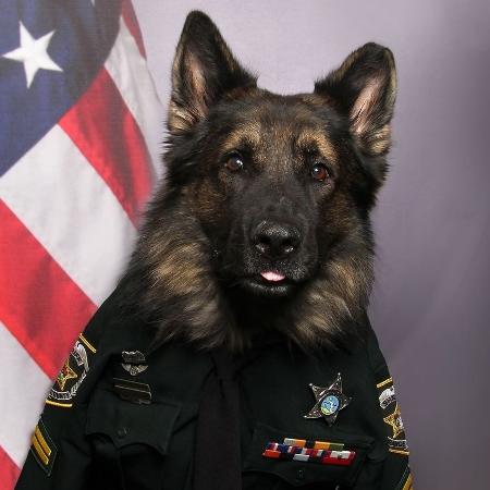 Chico, o cachorro policial do condado de Oragne, na Flórida (EUA) - Reprodução/Facebook/Orange County Sheriff"s Office, Florida