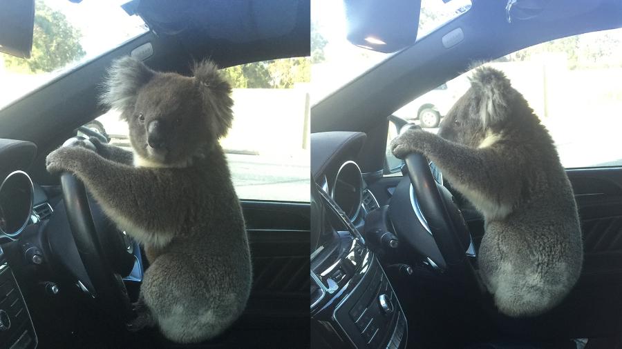 O coala decidiu "dirigir" enquanto aguardava o resgate de profissionais, na Austrália - Reprodução/9News