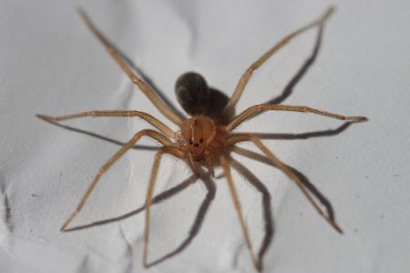 A limpeza de cantos e áreas atrás dos móveis reduz teias e insetos que servem de alimento às aranhas. A limpeza de cantos e áreas atrás dos móveis reduz teias e insetos que servem de alimento às aranhas.