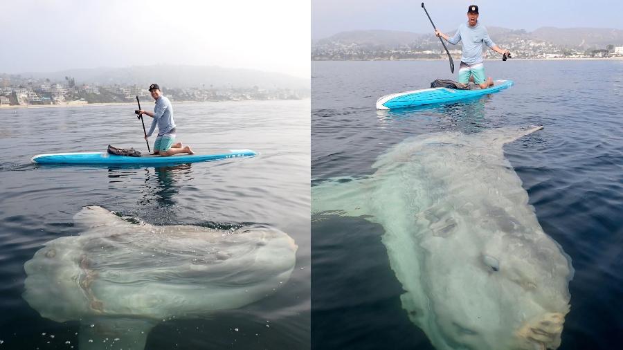 Peixe gigante foi encontrado em Laguna Beach, nos Estados Unidos - Reprodução/Instagram