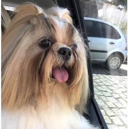 Cão da raça Shih Tzu morreu após ser deixado pendurado em clínica - Arquivo Pessoal