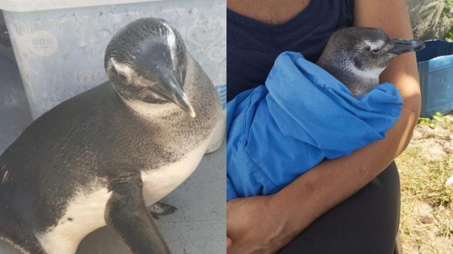 Pinguim foi encontrado debilitado e entregue aos cuidados do CTA em Cabo Frio - Bruno Dias Nunes/Arquivo Pessoal