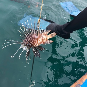 Peixe-leão caçado com um arpão no litoral do Ceará - Gislaine Lima/Projeto Conservação Recifal - Gislaine Lima/Projeto Conservação Recifal