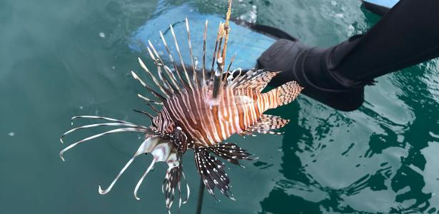 Peixe-leão caçado com um arpão no litoral do Ceará