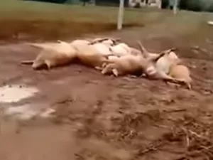 Morador flagra porcos mortos em estrada rural após enchentes em Roca Sales