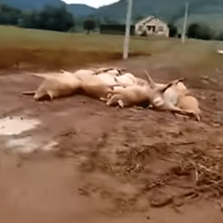 Porcos mortos em Roca Sales (RS)