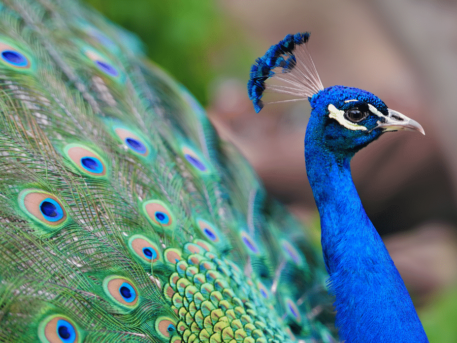 Qual o feminino de pavão? E hipopótamo? Respostas surpreendem muita gente