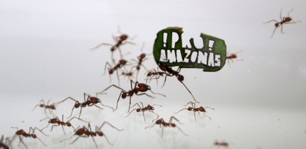  Formigas carregam uma folha com a frase "! Pro! Amazonas", no zoológico de Colônia, Alemanha - Ina Fassbender/Reuters