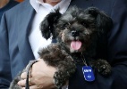 Presidente da Coreia do Sul adota vira-lata como cachorro oficial - Reuters