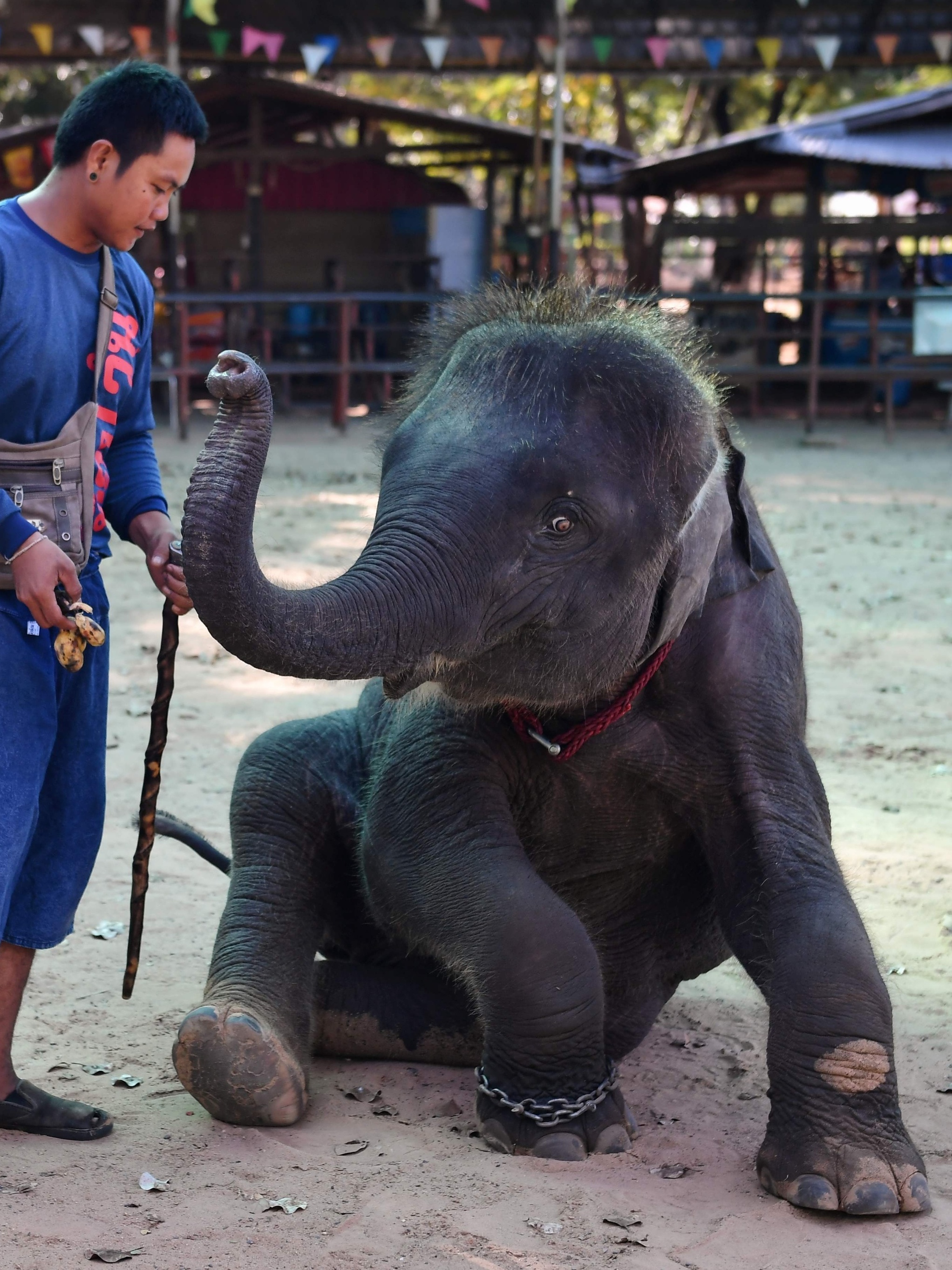 Supi REVELA PALPITE de quem é Elefante38! 