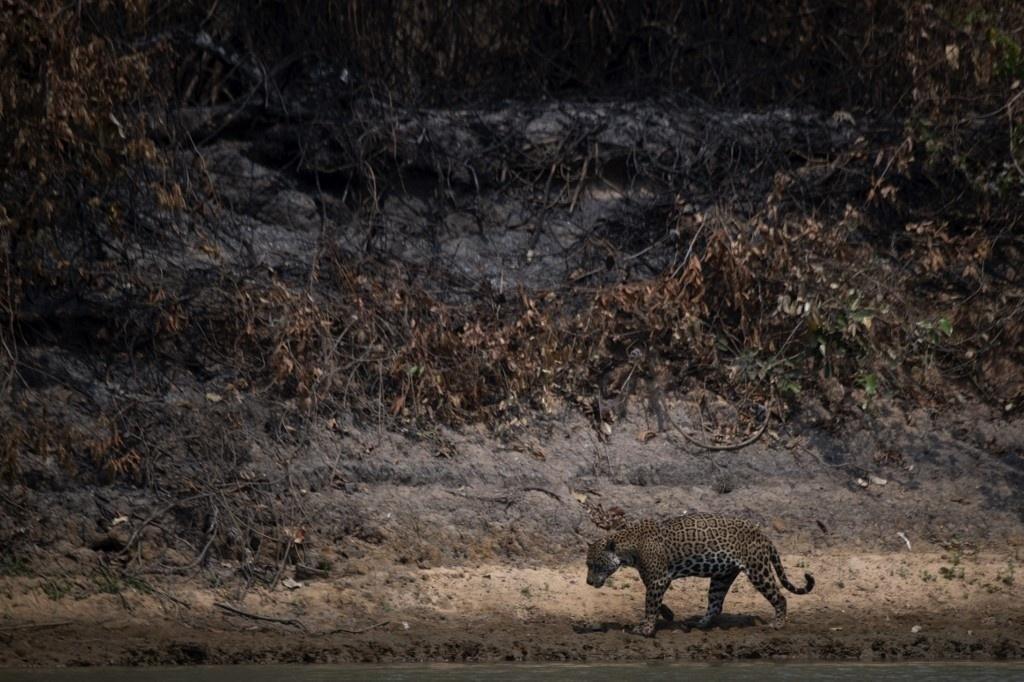 Images show fire in the Pantanal region, devastated by the fires that occurred in September 2020 - Mauro Pimentel / AFP