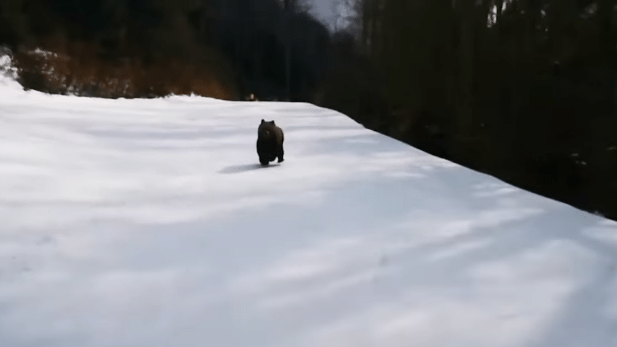Instrutor de esqui registrou parte da perseguição do urso selvagem, em uma encosta nevada da Romênia - Reprodução/Facebook