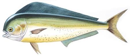 Os dourados-do-mar também são conhecidos como mahi-mahi: 'além de prover minha alimentação, me faziam companhia' - DE AGOSTINI PICTURE LIBRARY - DE AGOSTINI PICTURE LIBRARY