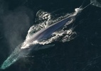 Lesma ou baleia? Qual bicho tem o maior pênis do reino animal? (Foto: Reprodução/Flickr/NOAA Photo Library)