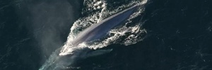 Lesma ou baleia? Qual bicho tem o maior pênis do reino animal? (Foto: Reprodução/Flickr/NOAA Photo Library)