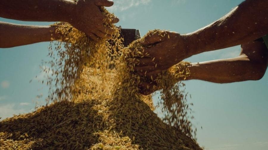 Movimento lidera a produção de arroz orgânico na América Latina, aponta instituto - Alexandre Garcia