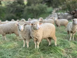 Com rebanho em expansão, criadores de ovinos querem popularizar carne