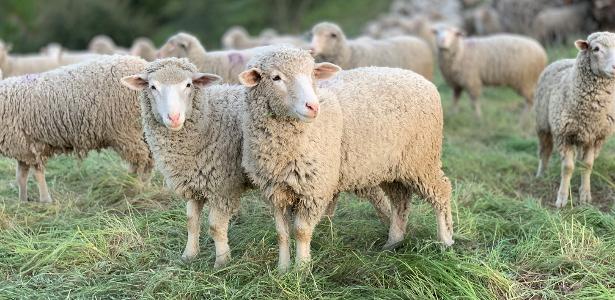 Com rebanho em expansão, criadores de ovinos querem popularizar carne