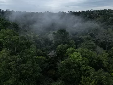 Fim de parque que faz proteção da Amazônia ameaça biodiversidade