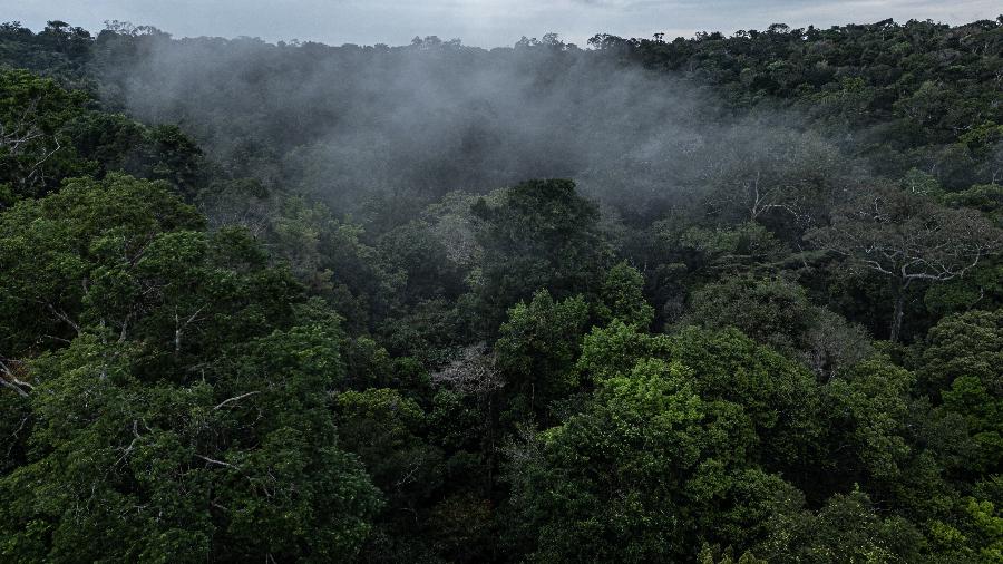 Parque constitui importante barreira de proteção da Amazônia (foto)