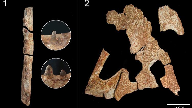 Os pesquisadores estudam, desde 2011, fragmentos do crânio e da mandíbula encontrados em Catanduva