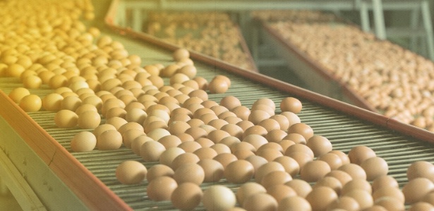 Ovos na linha de produção da Granja Mantiqueira - Divulgação