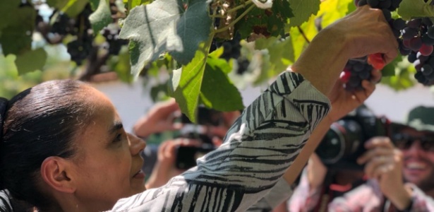 Marina Silva (Rede) colhe uvas em fazenda em Ipameri (GO) - Luciana Amaral 24.ago.2018/UOL