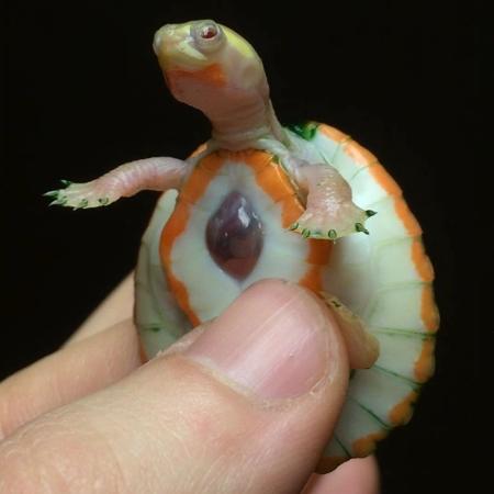 A tartaruga Hope, que nasceu com o coração fora do corpo - aquamike23/Instagram/Reprodução