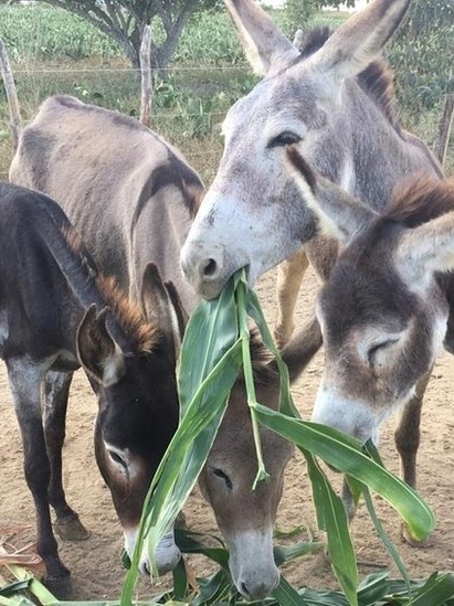 Burros que seriam abatidos em frigorífico de MG morrem após