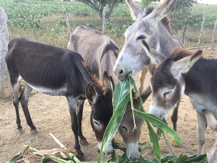 4 ações que te deixam mais burro, segundo a ciência