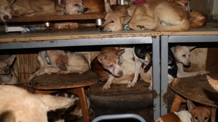 Cachorros sofrem maus-tratos em uma casa de 30 metros quadrados no Japão - Doubutukikin/Handout via REUTERS