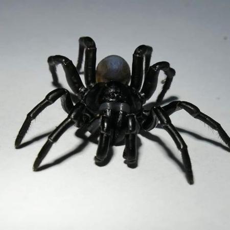 Nova espécie de aranha é registrada nos EUA - Reprodução/Instagram