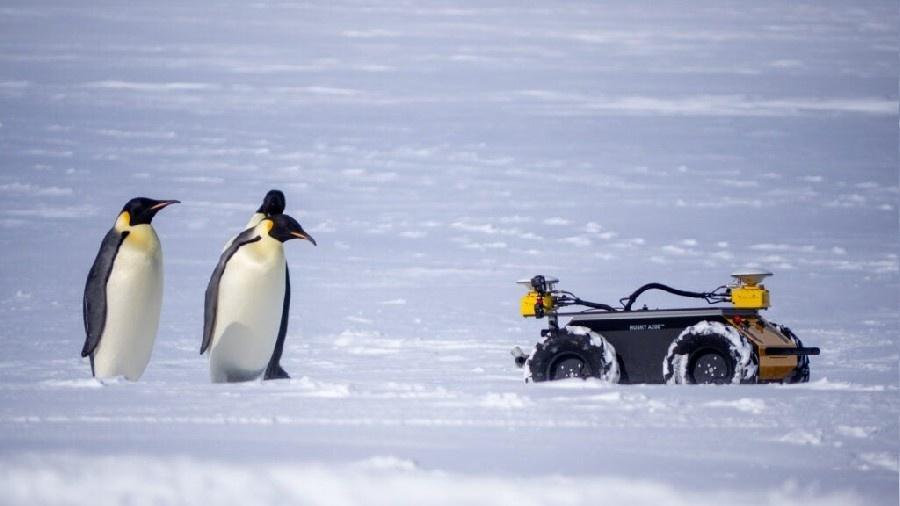 Pinguins interagem com robô ECHO, na Antártida. - Divulgação/Woods Hole Oceanographic Institution