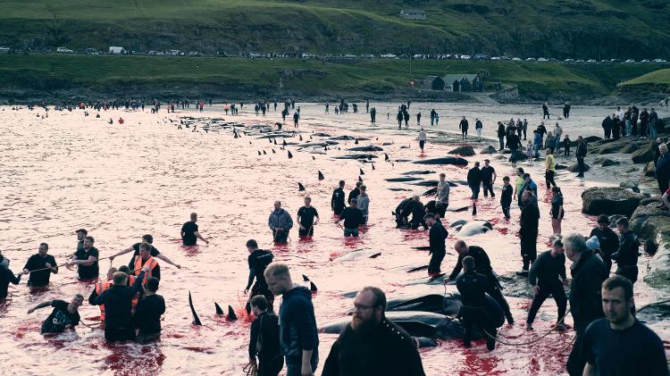 Foto divulgada em junho mostra a caça de golfinhos na Dinamarca