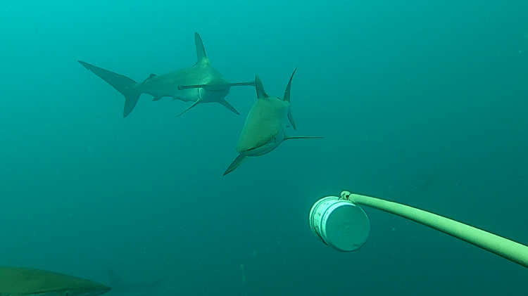 Pesquisadores registram imagens de tubarões em arquipélago em SP 
