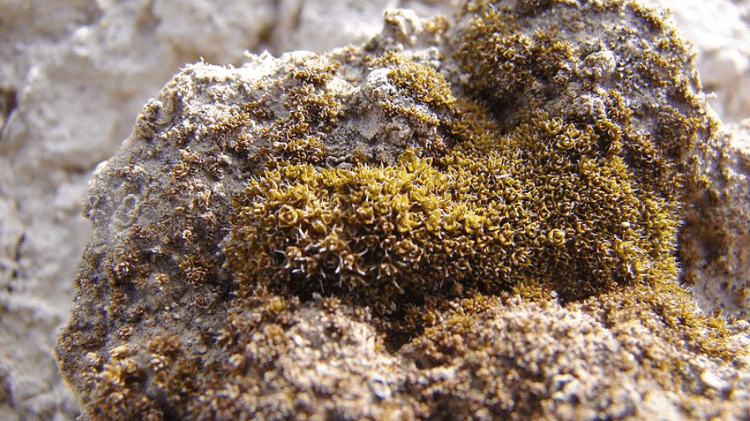 Syntrichia caninervis