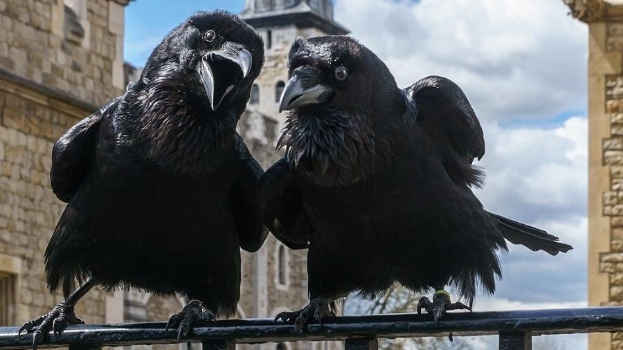 A presença contínua de seis corvos na Torre de Londres é essencial para a sobrevivência do reino e da própria Torre, segundo o mito