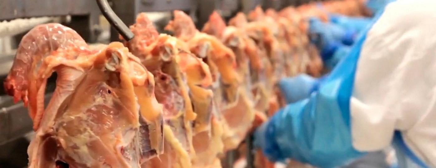 Rejeitada na Europa, parte da carne de frango contaminada com salmonela volta ao Brasil, onde é revendida  - ?Carne, Osso?/Repórter Brasil