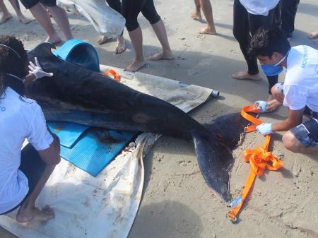 Sc Cachalote Anao Encalha Em Praia E E Levado A Florianopolis Por Cuidados 19 10 2020 Uol Noticias