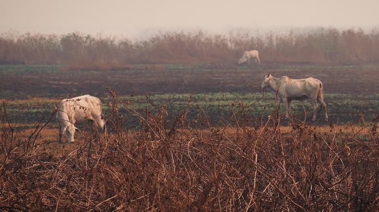 Gado se movimenta em meio às cinzas da vegetação queimada no Pantanal