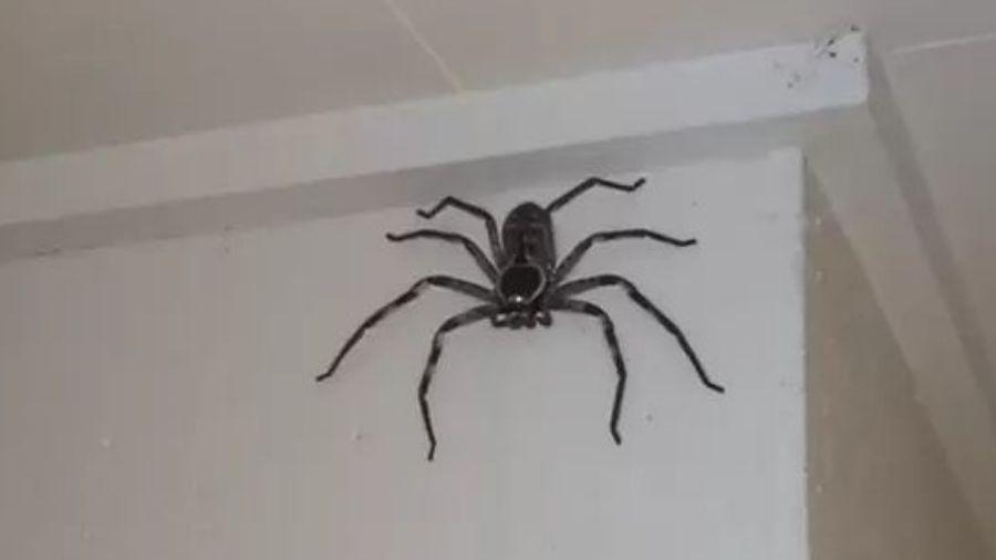 Australiano dá nome de gente à aranha e torce para que ela cresça mais - Reprodução/Twitter