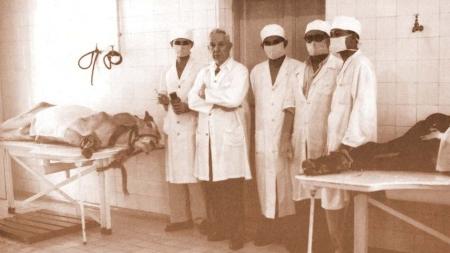 No laboratório produtor da vacina antivariólica, na década de 50, técnicos colhiam material de bovinos - Fiocruz - Fiocruz