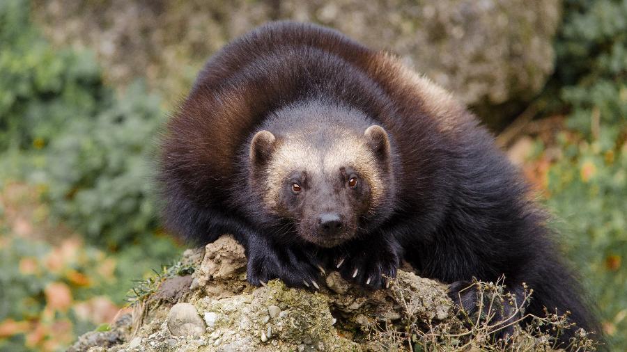 Wolverine (Carcaju) da vida real; animal é raro e tem poucos avistamentos na natureza - Reprodução/ Andrea Bohl/ Pixabay