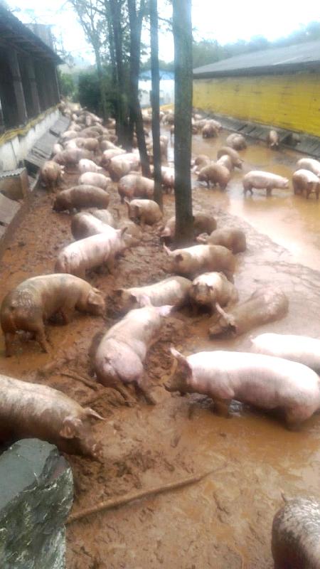 Chuvas no RS: Produtor abriu as portas da granja para porcos não se afogarem