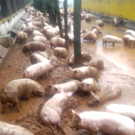 Chuvas no RS: Produtor abriu as portas da granja para animais não se afogarem