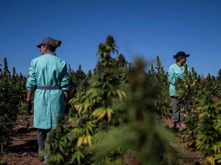 Funcionárias de companhia farmacêutica trabalham em colheita de maconha em Serpa, no sul de Portugal - PATRICIA DE MELO MOREIRA / AFP