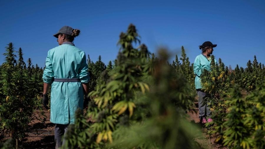 Funcionárias de companhia farmacêutica trabalham em colheita de maconha em Serpa, no sul de Portugal