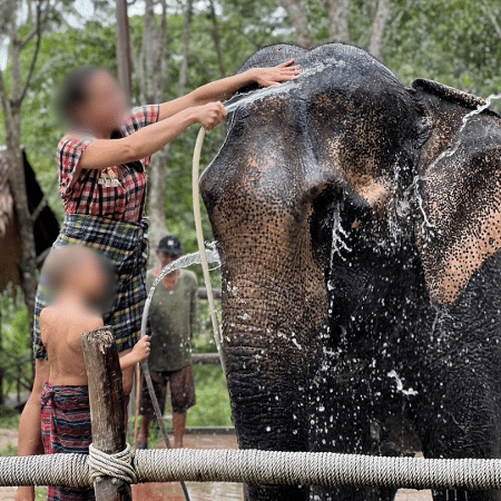 Uma mulher e uma criança dão banho em um elefante na Tailândia 